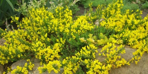 Metla: sletanje i njega u predgrađu